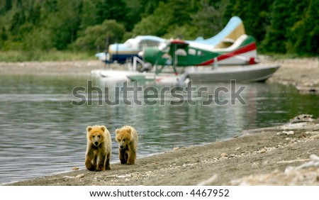 Grizzly cubs and float planes in Katmai National Park, Alaska