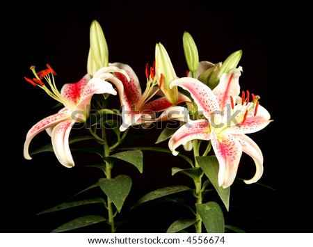 red tiger lily bouquet. Pink+tiger+lilies+ouquet