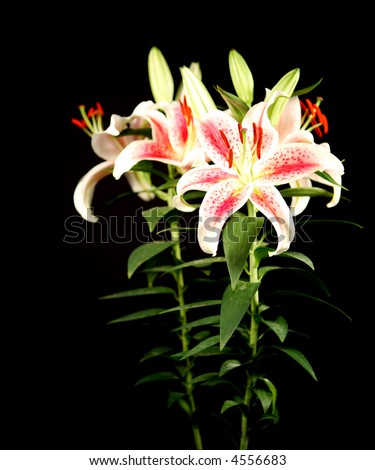 red tiger lily bouquet. pink tiger lily bouquet.