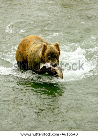 Grizzly bears fishing for salmon, Brooks Falls, Katmai NP, Alaska