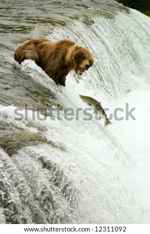 Grizzly bears fishing for salmon, Brooks Falls, Katmai NP, Alaska