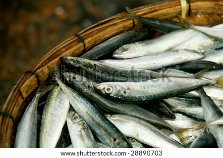 Small Fish Pictures