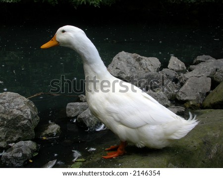 a white peking duck on the shore of a pond