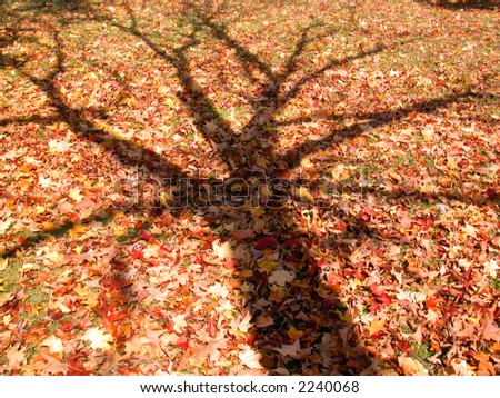 shadow of a leafless tree cast across fallen leaf ground cover
