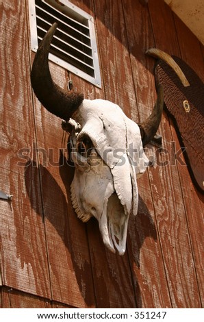 Buffalo skull hanging from the side of a barn.