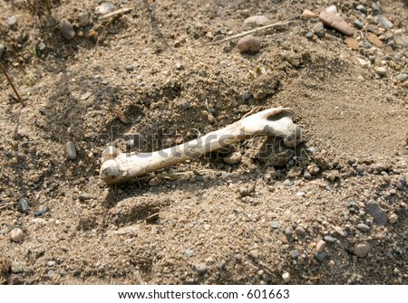 An animal leg bone is uncovered in sand near the river.