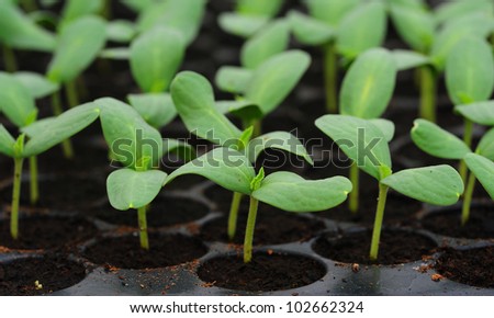 Melon, cucumber or cucumbid  seedling in pod or plastic tray.