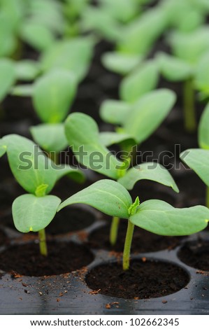 Melon, cucumber or cucumbid  seedling in pod or plastic tray.