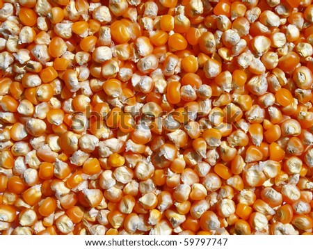 Grain corn maize food corn seed background