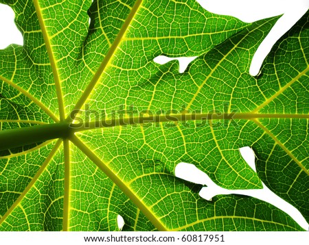 green leaf isolate on white background / papaya leaf