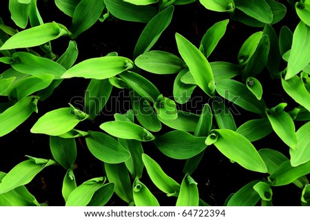 Sweet Corn Seedlings