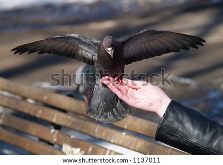 Dove with open-fly wings sitting on a hand