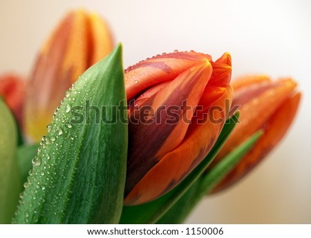 Red-orange tulip Red-orange tulip
