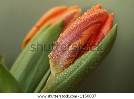 Red-orange tulip Red-orange tulip