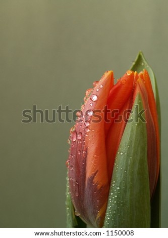 Red-orange tulip Red-orange tulip