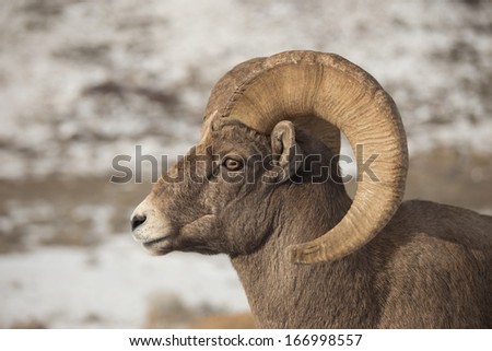 Portrait of North American Bighorn Sheep Ram