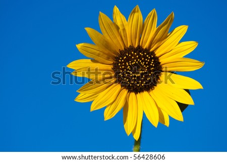 Sunflower on Blue Sky Background