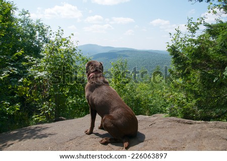 Enjoying the view at the summit of the mountain the chocolate lab relaxes