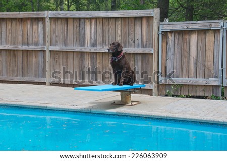 Waiting for the pool to be cleaned the dog waits patiently on the diving board