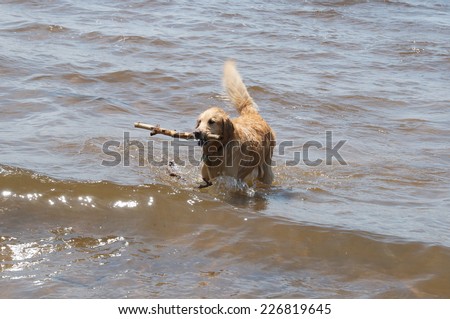 Choosing a stick the dog hold up a thrown stick while fetching in the water
