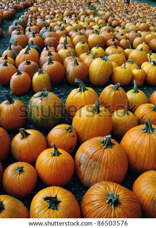 Pumpkins are arranged on the ground on the farm