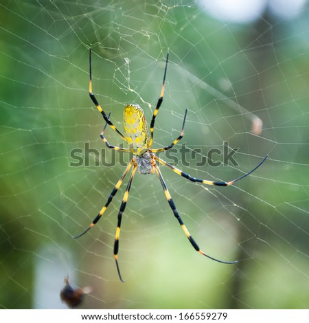 Close up of a spider lying in wait for insects to wander into its web.