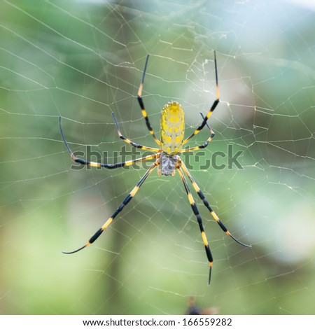 Close up of a spider lying in wait for insects to wander into its web.