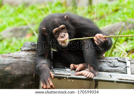 A chimpanzee (pan troglodytes) uses tools to get fruit from a box at the Singapore Zoo.