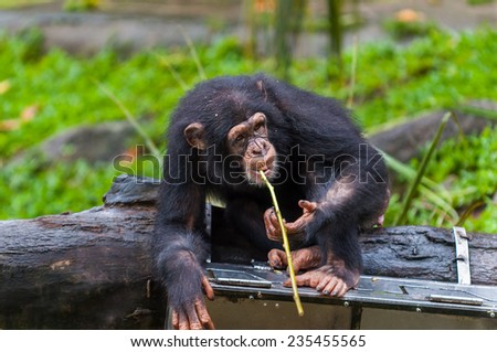A chimpanzee (pan troglodytes) uses tools to get fruit from a box.