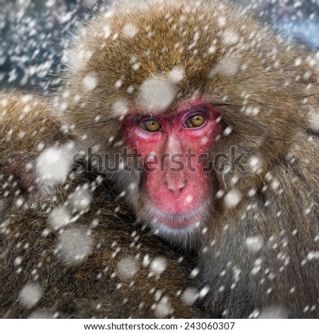 An adult snow monkey stares into the camera at Jigokudani Monkey Park in Japan.