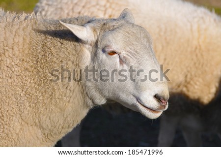 Sheep with pale wool coat