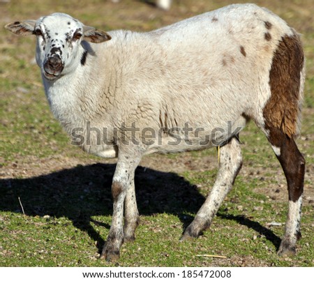 Sheep with pale wool coat