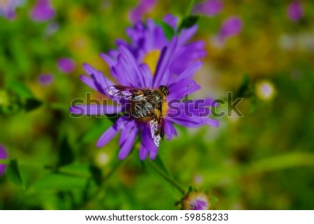 Bee-fly on Purple Blossom