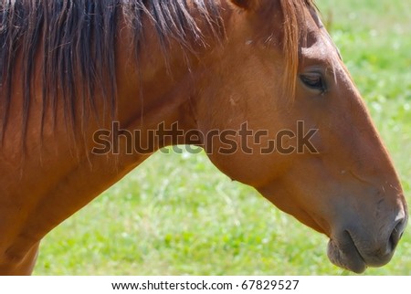 Horse Face Profile