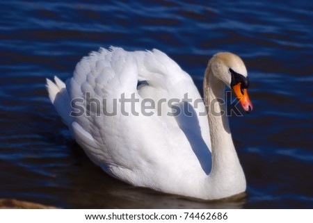 Beautiful White Swan