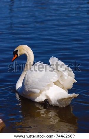 Beautiful white swan floating on water with back and tail forward facing