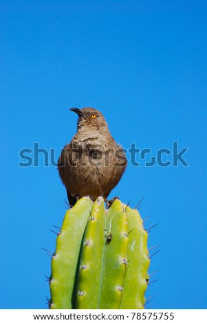 Cactus Wren standing on cactus