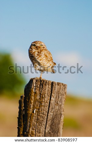 Burrowing owl on fence post