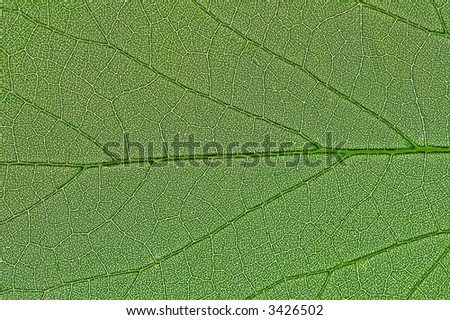 Close up of a leafs structure