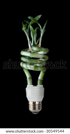 lucky bamboo shapes