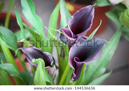 Blooming Flowers black calla lilies with green leaves .