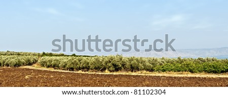 Rural landscape at sunset of a valley cultivate with trees of olives in row .North Israel .