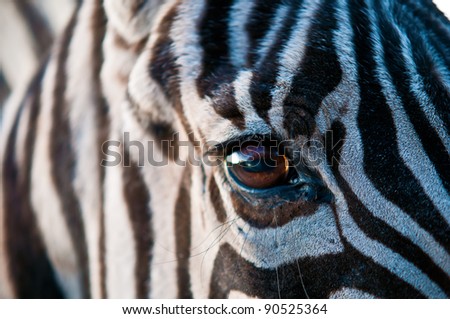 Closeup of zebra skin texture and eye .