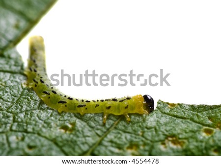 beautiful caterpillar eating a leaf