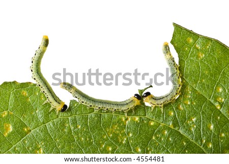 beautiful caterpillar eating a leaf