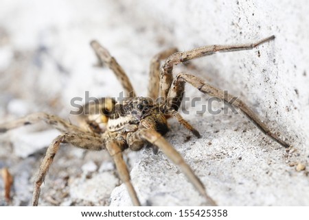 closeup of a Spider macro wildlife background