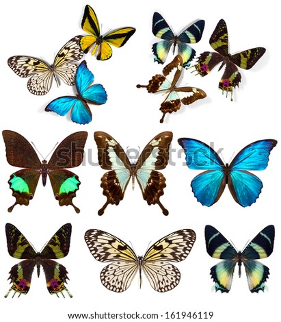 Many different beautiful butterflies on white background
