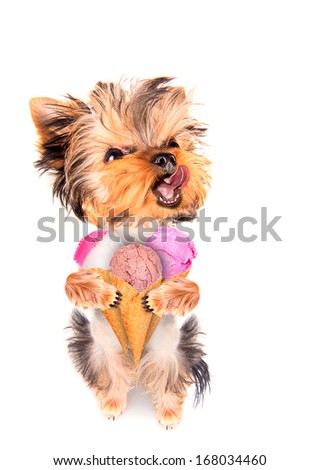 puppy dog licking with ice cream isolated on white