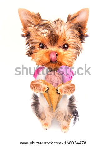 puppy dog licking with ice cream isolated on white