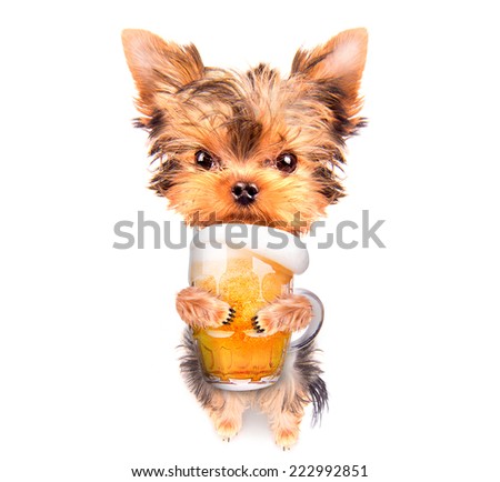drunk dog with fresh glass of beer